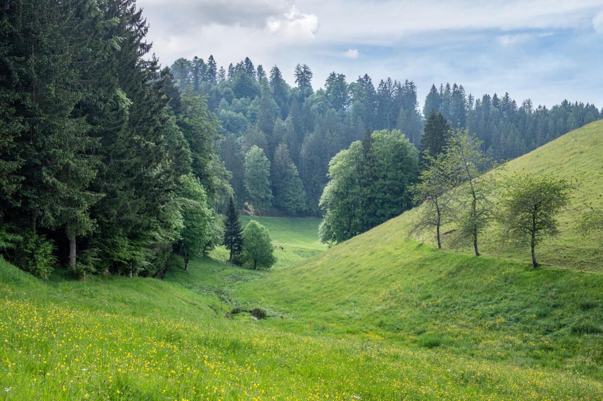 Schreinerhaeusle Naehe Titisee Himmelreich Екстериор снимка