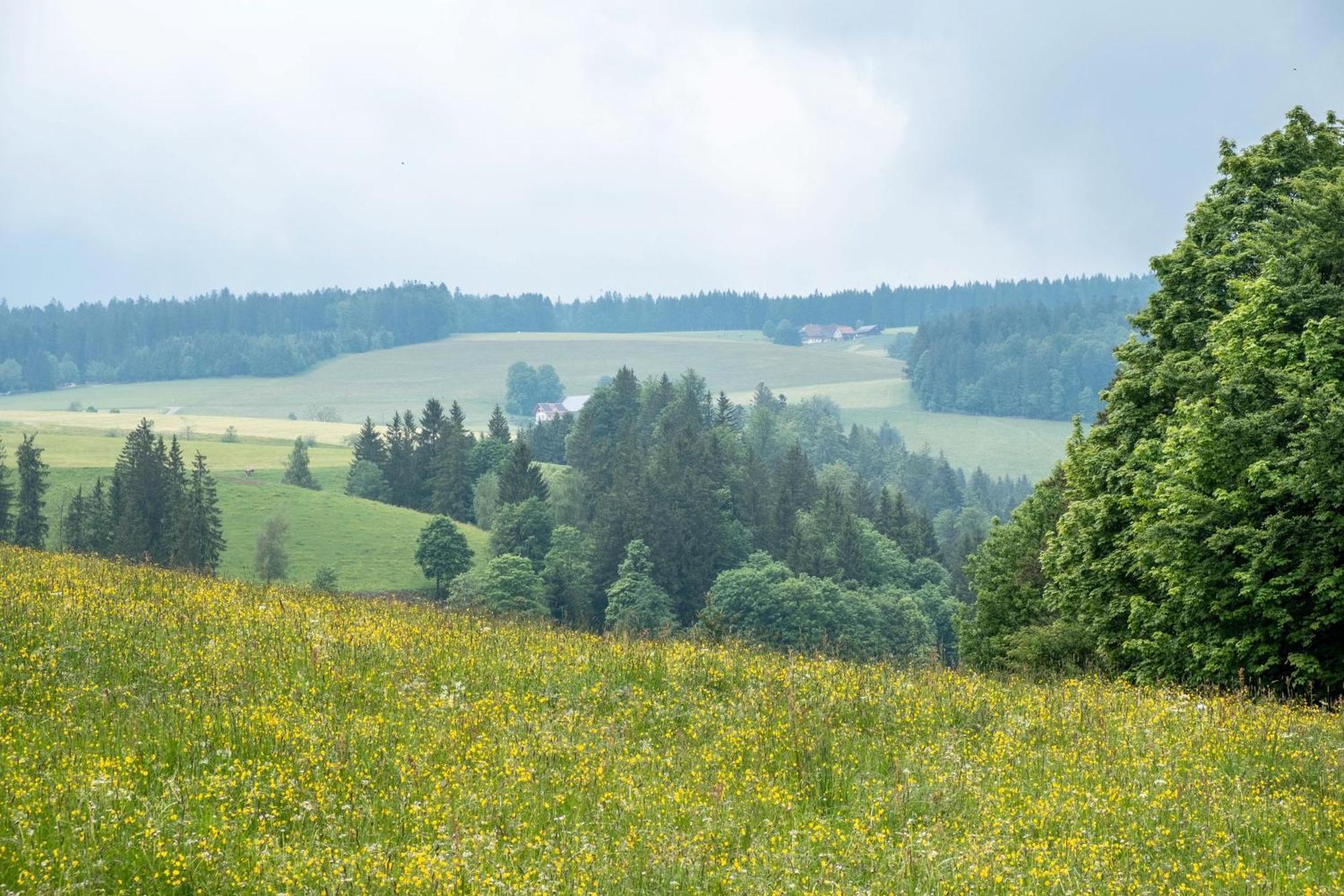 Schreinerhaeusle Naehe Titisee Himmelreich Екстериор снимка